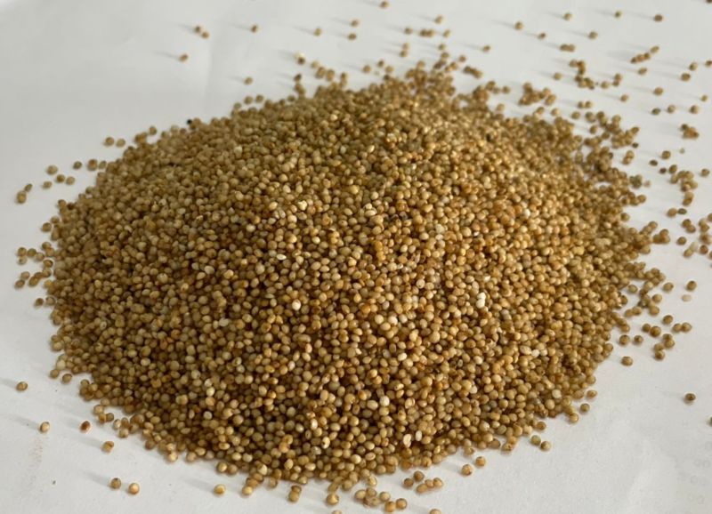 Kodo Millet ( Non germinated ), for Cooking, Variety : Dried, Natural