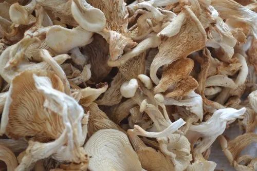 Sun Dried White Florida Oyster Mushroom