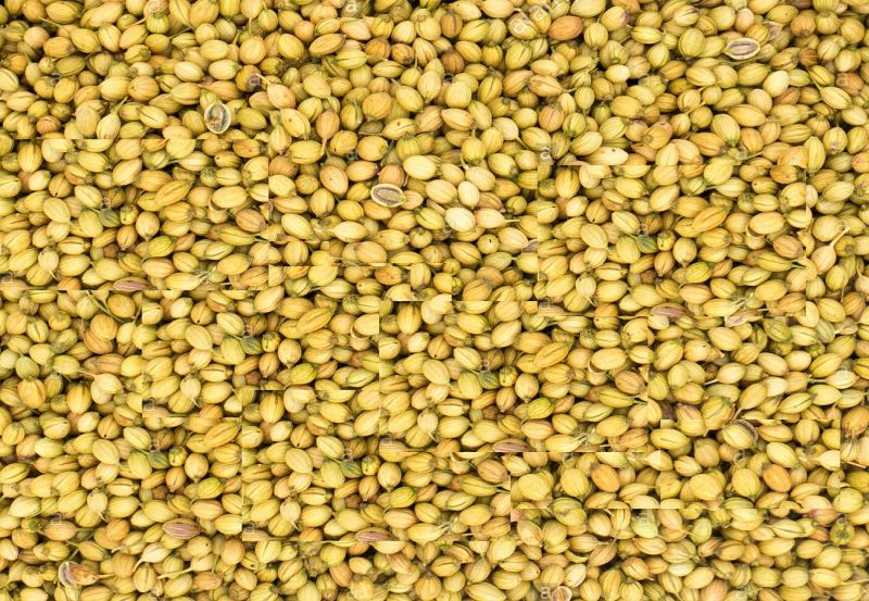 coriander seed