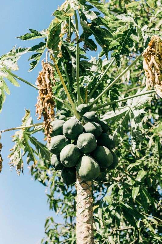 Fresh Papaya