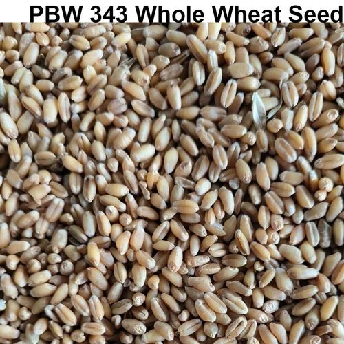 PBW 343 Wheat Seeds