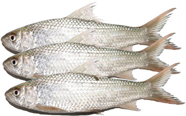 Fresh Bata Fish