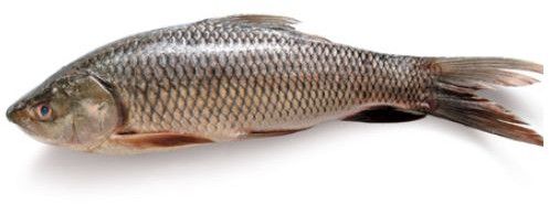 fresh catla fish