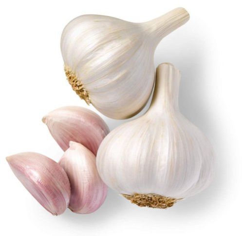 fresh garlic