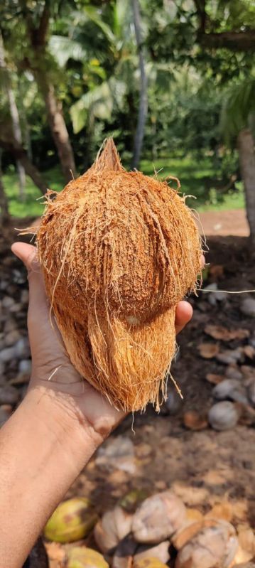 Semi Husked Coconuts