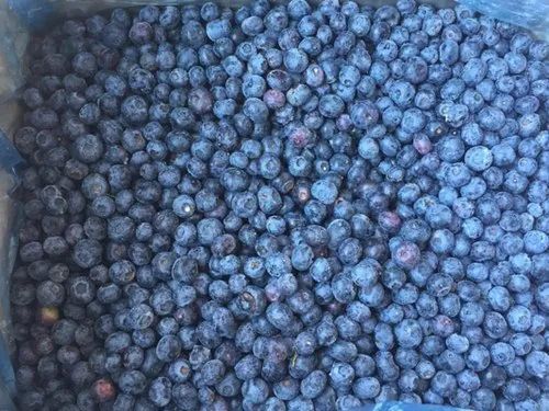 Frozen Imported Blueberry
