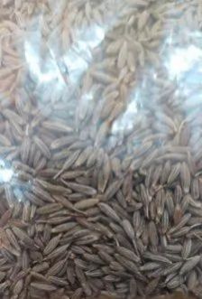 Black Cumin Seeds