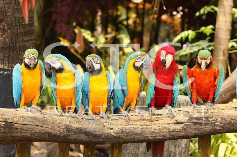 Genesis | Birds and Animals Wallpaper