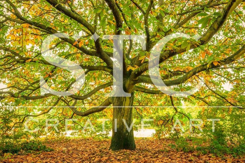 Vogue | Botanical Nature Wallpaper