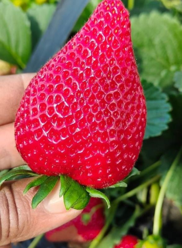 fresh strawberry