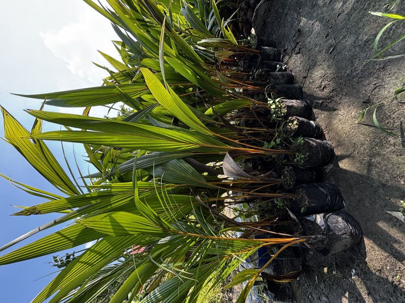 Coconut Plant