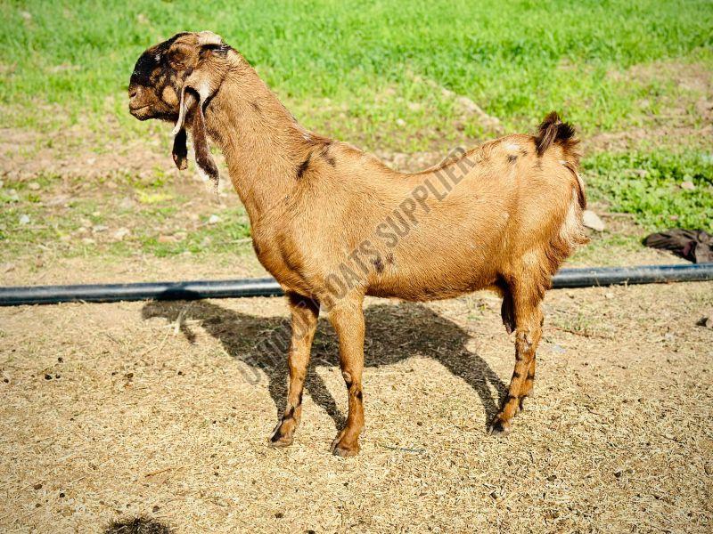 Sirohi Goat