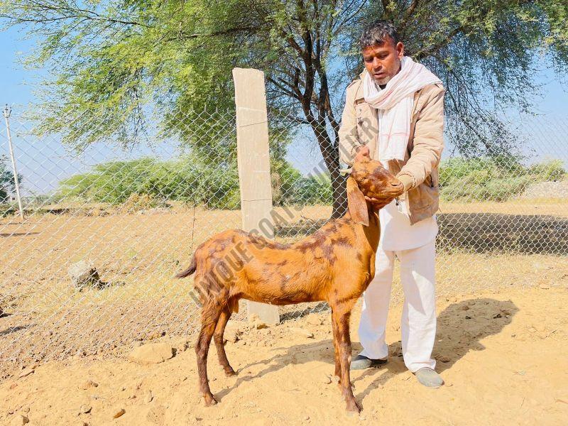 Live Sirohi Goat