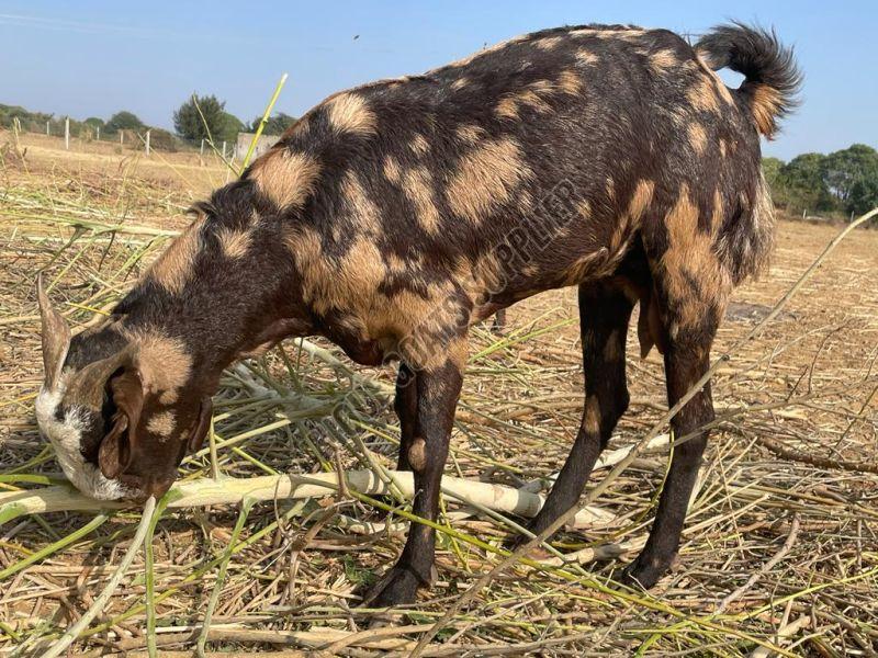 Live Sirohi Goat