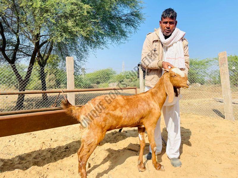 Live Sirohi Goat