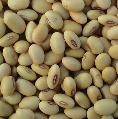 Soyabean