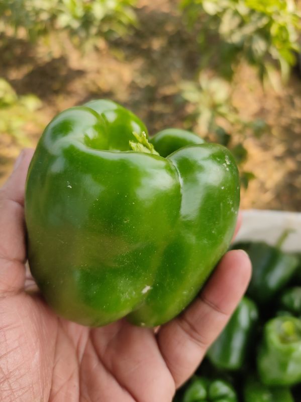 Haree Shimla Mirch(Green Capsicum)