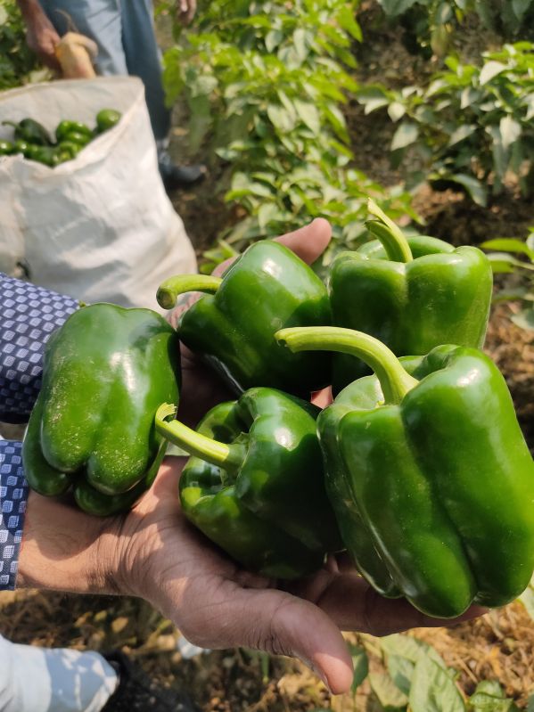 Haree Shimla Mirch(Green Capsicum)