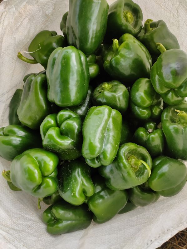 Haree Shimla Mirch(Green Capsicum)