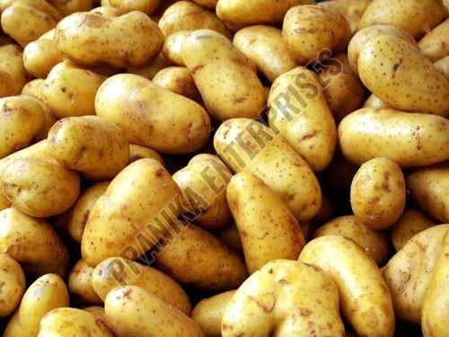 Indian Fresh Potato