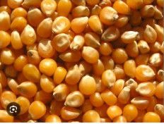 corn seeds