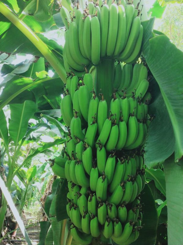 Fresh Raw Green Banana