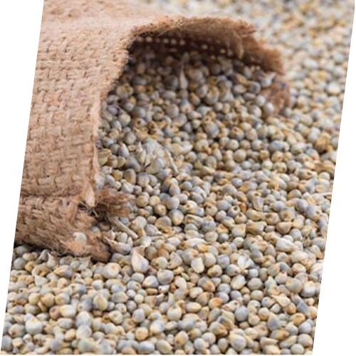 pearl millet