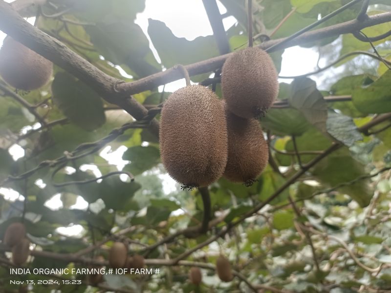 Organic Fresh Kiwi