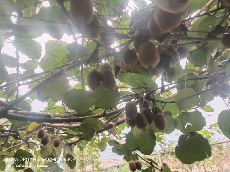 Organic Fresh Kiwi