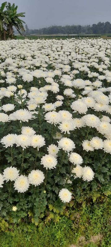 Fresh Chrysanthemum Flowerǰ