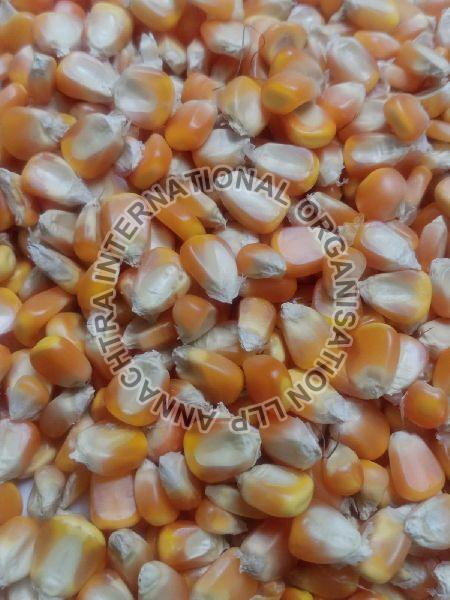 Maize Cattle Feed