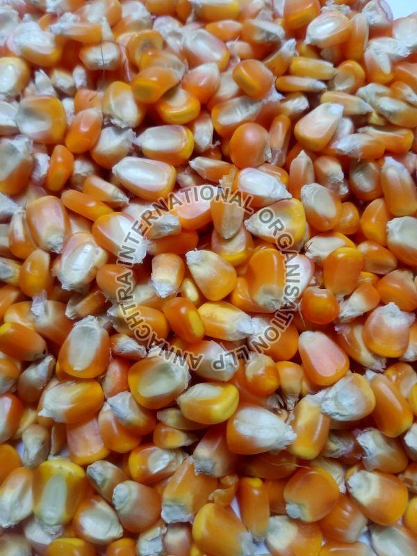 Maize Cattle Feed