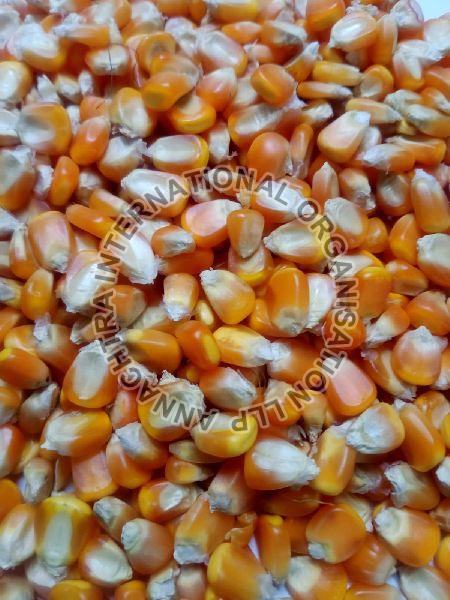 Maize Cattle Feed