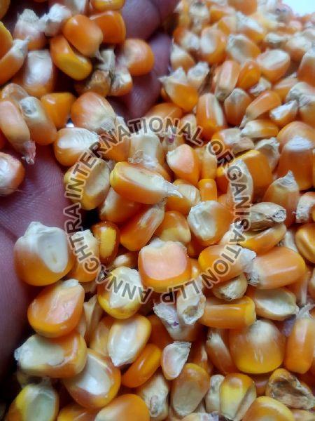 Maize Cattle Feed