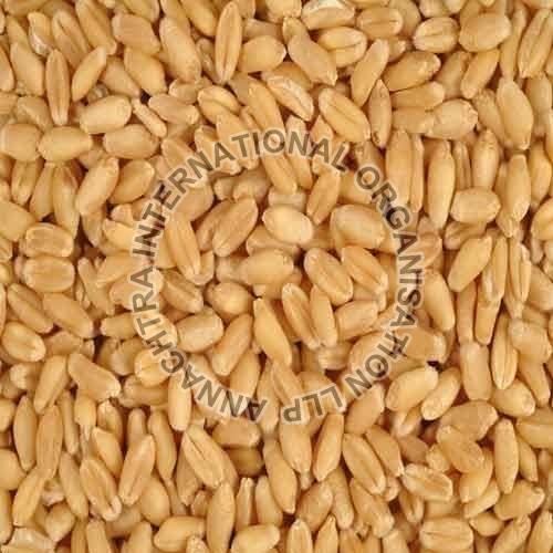 wheat seeds