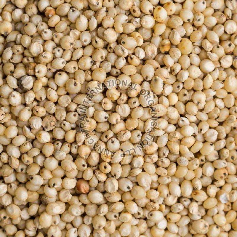 White Sorghum Seeds