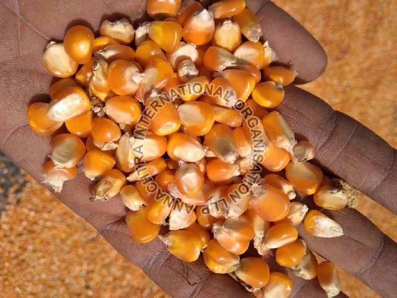 Yellow Maize Cattle Feed