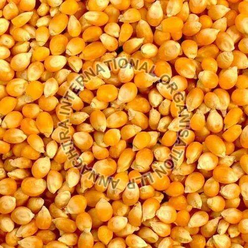 yellow maize seeds