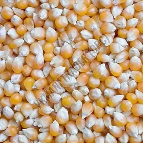 natural maize seeds
