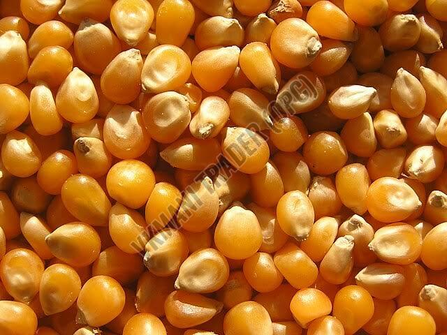 yellow maize seeds