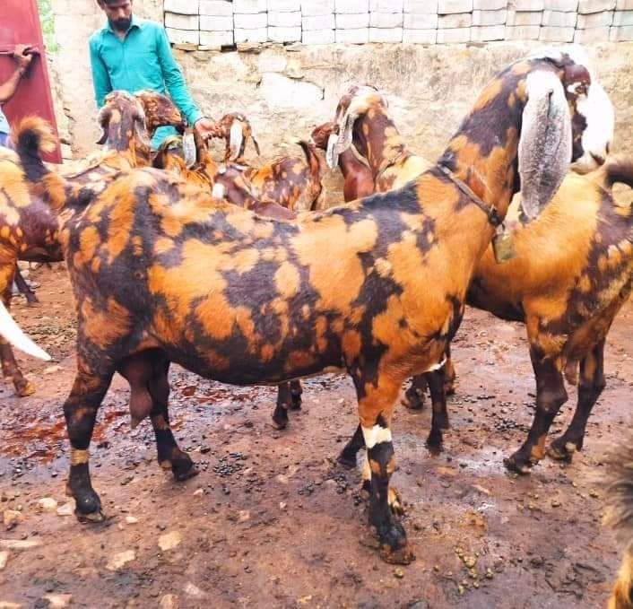 Sirohi Female Goat