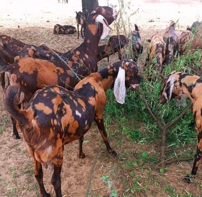 Sirohi Female Goat