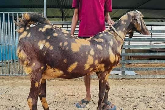 Sirohi Female Goat