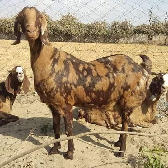 Sirohi Female Goat