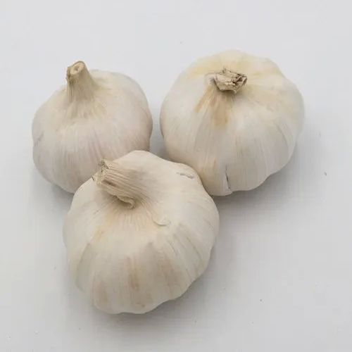 A Grade Bomb Garlic