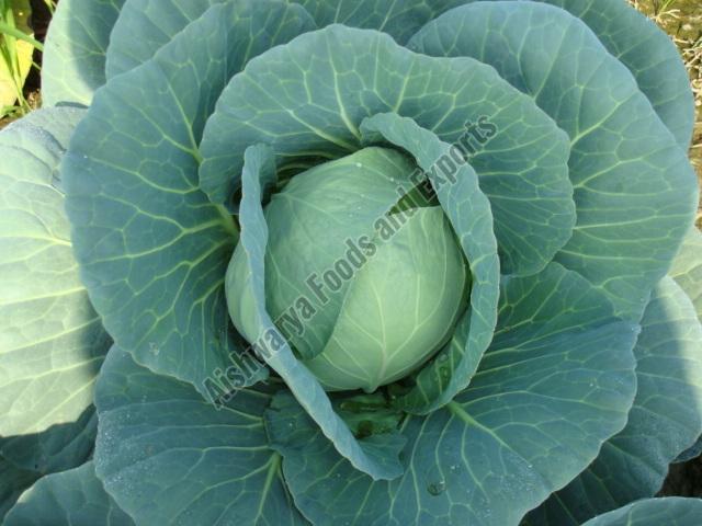 Fresh Hybrid Cabbage