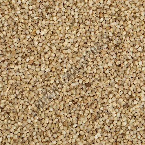 Little Millet Seeds