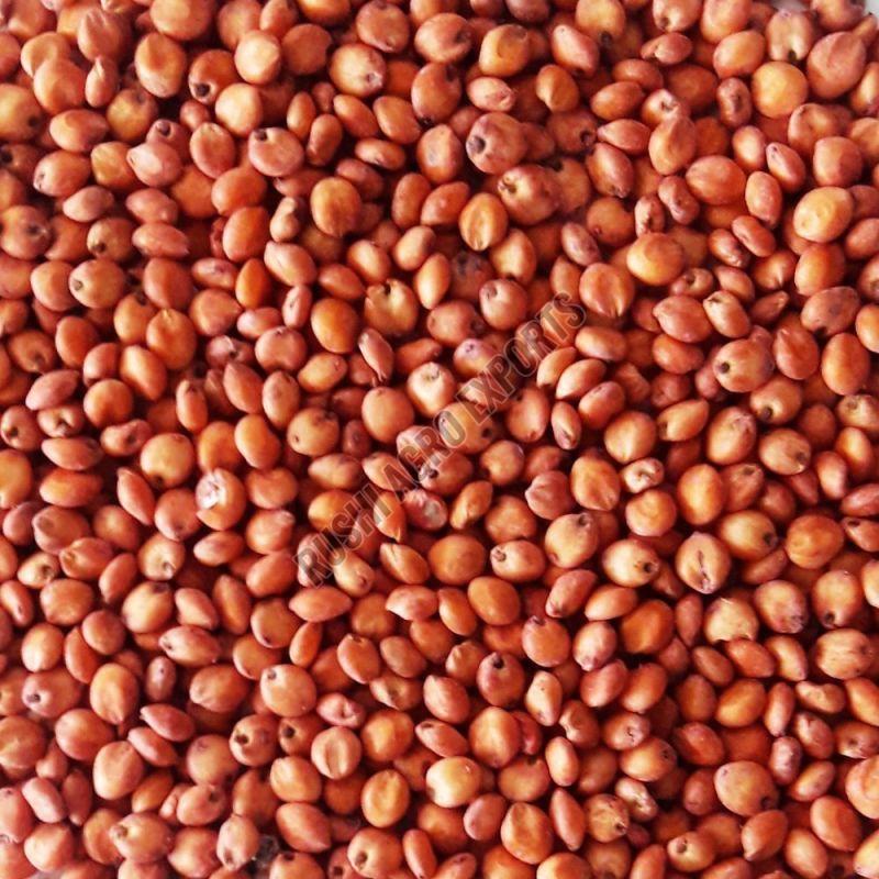 Red Sorghum Millet Seeds