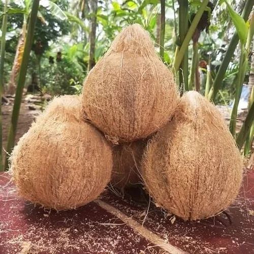 dry semi husked coconut