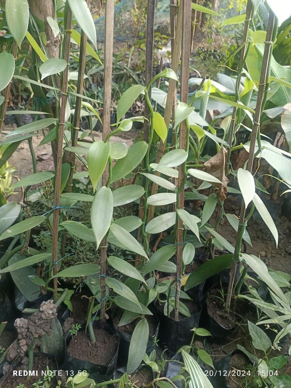 Vanilla Plants